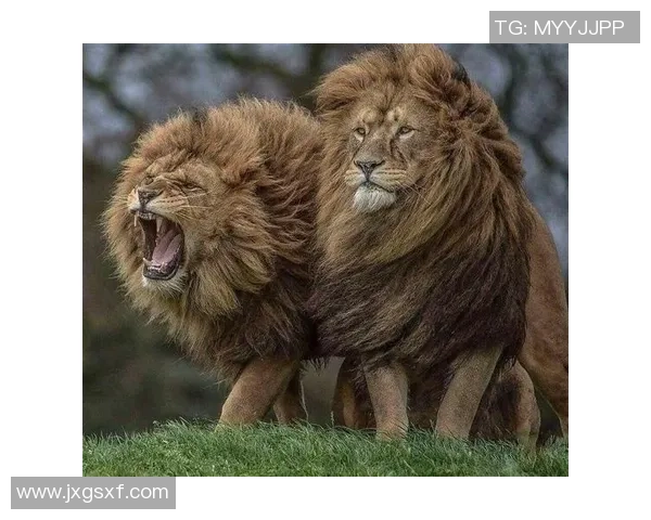 多特蒙德迎战圣彼泽尼强强对决谁能笑到最后